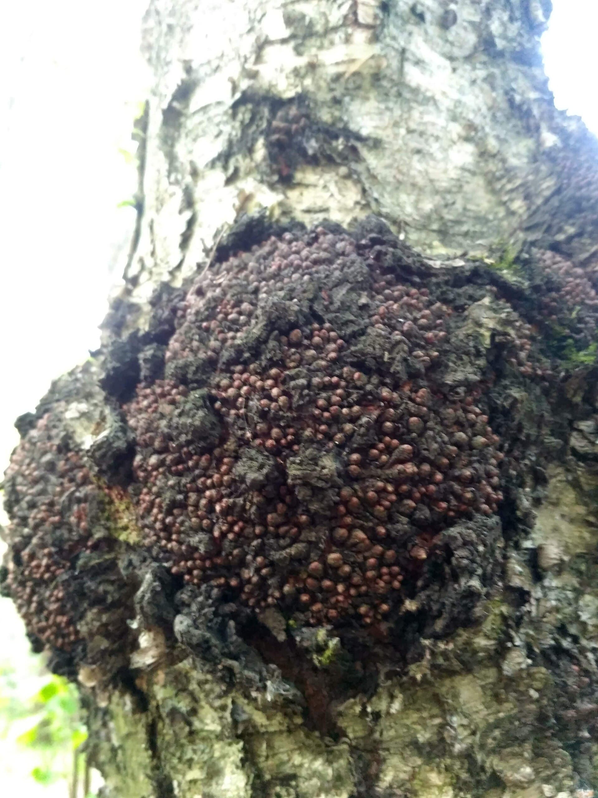 Изделия из капа